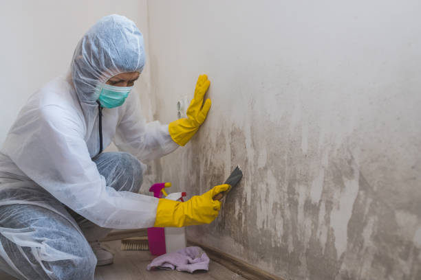 Best Post-Flood Mold Remediation in Clyde, NY