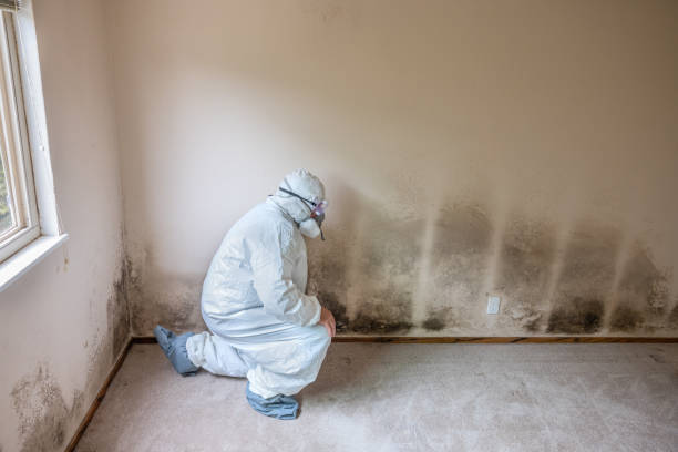 Professional Mold Remediation in Clyde, NY