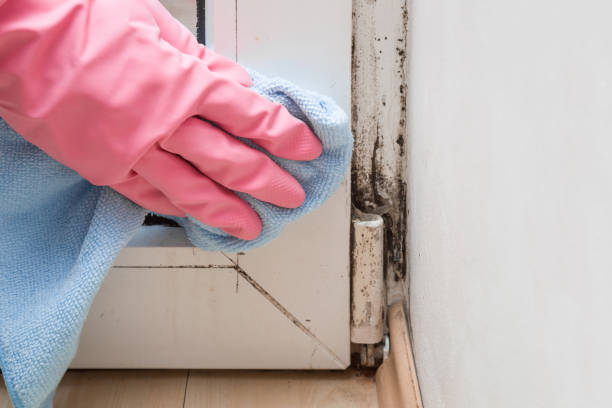 Best Basement Mold Remediation in Clyde, NY